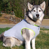 Summer Dog Cooling Vest