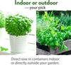 15 Culinary Herb Seeds Vault - Heirloom & Non GMO (2X More) 4900+ Seeds for Planting Indoor or Outdoor Herbs Garden | Gardening Gift for Men Women - Basil, Cilantro, Chives, Lavender, Mint, Thyme